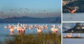 /album/cuarto-r-chiloe/d-025-flamencos-jpg/